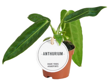 Carica l'immagine nel visualizzatore di Gallery, Anthurium warocqueanum - Root Houseplants