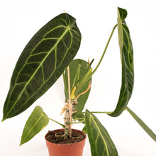 Carica l'immagine nel visualizzatore di Gallery, Anthurium warocqueanum - Root Houseplants