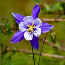 Carica l'immagine nel visualizzatore di Gallery, Aquilegia caerulea 'Swan Magic Blue and White' - Root Houseplants