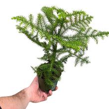 Afbeelding in Gallery-weergave laden, Araucaria heterophylla - Norfolk Island Pine - Root Houseplants