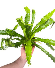 Carica l'immagine nel visualizzatore di Gallery, Asplenium antiquum 'Osaka' - Root Houseplants