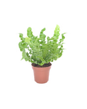 Carica l'immagine nel visualizzatore di Gallery, Asplenium nidus 'Crispy Wave' - Root Houseplants