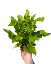 Carica l'immagine nel visualizzatore di Gallery, Asplenium nidus 'Crispy Wave' - Root Houseplants