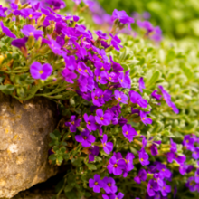 Carica l'immagine nel visualizzatore di Gallery, Aubrieta 'Hamburger Stadtpark' - Root Houseplants