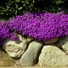 Carica l'immagine nel visualizzatore di Gallery, Aubrieta 'Hamburger Stadtpark' - Root Houseplants
