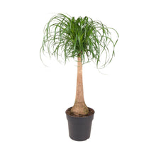 Carica l'immagine nel visualizzatore di Gallery, Beaucarnea recurvata - Root Houseplants
