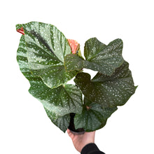 Carica l'immagine nel visualizzatore di Gallery, Begonia 'Lucerna' - Root Houseplants