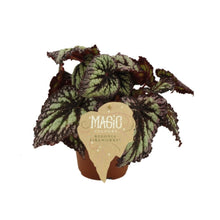 Carica l'immagine nel visualizzatore di Gallery, Begonia Magic Colours - Root Houseplants