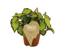Carica l'immagine nel visualizzatore di Gallery, Begonia Magic Colours - Root Houseplants