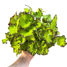 Carica l'immagine nel visualizzatore di Gallery, Begonia Magic Colours - Root Houseplants