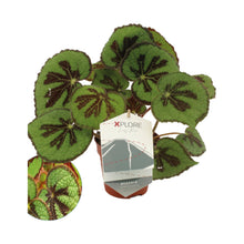 Carica l'immagine nel visualizzatore di Gallery, Begonia masoniana 'Rock' - Root Houseplants