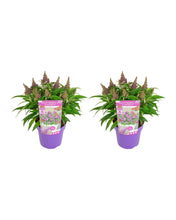 Carica l'immagine nel visualizzatore di Gallery, Buddleja davidii - Butterfly Candy - Root Houseplants