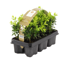 Carica l'immagine nel visualizzatore di Gallery, Buxus sempervirens - Common Box - Root Houseplants