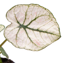 Carica l'immagine nel visualizzatore di Gallery, Caladium 'Lucia' - Root Houseplants