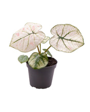 Carica l'immagine nel visualizzatore di Gallery, Caladium 'Lucia' - Root Houseplants