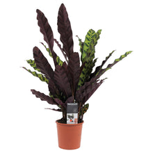 Carica l'immagine nel visualizzatore di Gallery, Calathea lancifolia - Root Houseplants