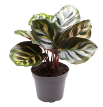 Load image into Gallery viewer, Calathea makoyana - Root Houseplants