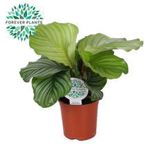 Load image into Gallery viewer, Calathea orbifolia - Root Houseplants