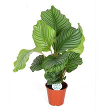 Load image into Gallery viewer, Calathea orbifolia - Root Houseplants