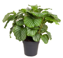 Load image into Gallery viewer, Calathea orbifolia - Root Houseplants