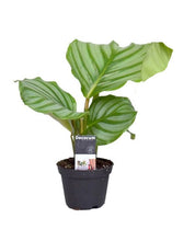 Load image into Gallery viewer, Calathea orbifolia - Root Houseplants