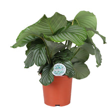 Load image into Gallery viewer, Calathea orbifolia - Root Houseplants