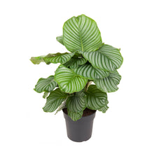 Load image into Gallery viewer, Calathea orbifolia - Root Houseplants