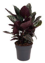 Carica l'immagine nel visualizzatore di Gallery, Calathea ornata - Root Houseplants