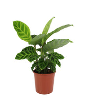 Carica l'immagine nel visualizzatore di Gallery, Calathea zebrina - Root Houseplants