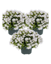 Carica l'immagine nel visualizzatore di Gallery, Campanula portenschlagiana Ambella Series ('Ptw1101'PBR) - Root Houseplants