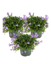 Carica l'immagine nel visualizzatore di Gallery, Campanula portenschlagiana Ambella Series ('Ptw1101'PBR) - Root Houseplants