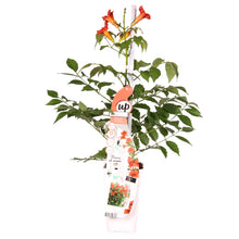 Carica l'immagine nel visualizzatore di Gallery, Campsis radicans 'Flamenco' - Root Houseplants