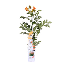 Carica l'immagine nel visualizzatore di Gallery, Campsis radicans 'Galen' - Root Houseplants