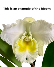 Carica l'immagine nel visualizzatore di Gallery, Cattleya hybrid - Root Houseplants