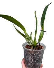 Carica l'immagine nel visualizzatore di Gallery, Cattleya hybrid - Root Houseplants