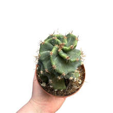 Load image into Gallery viewer, Cereus forbesii 'Spiralis' - Root Houseplants