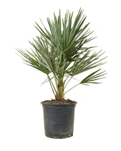 Carica l'immagine nel visualizzatore di Gallery, Chamaerops humilis - Root Houseplants