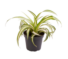 Carica l'immagine nel visualizzatore di Gallery, Chlorophytum comosum 'Vittatum' - Root Houseplants