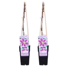 Carica l'immagine nel visualizzatore di Gallery, Clematis 'Piilu' - Root Houseplants