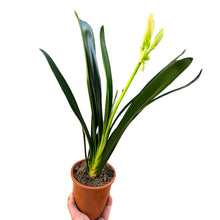Carica l'immagine nel visualizzatore di Gallery, Clivia miniata - Root Houseplants