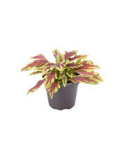 Carica l'immagine nel visualizzatore di Gallery, Coleus - Root Houseplants