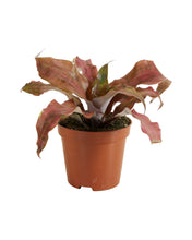 Carica l'immagine nel visualizzatore di Gallery, Cryptanthus bivittatus - Earth Star Plant - Root Houseplants