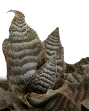 Carica l'immagine nel visualizzatore di Gallery, Cryptanthus zonatus - Root Houseplants