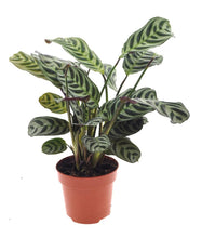 Carica l'immagine nel visualizzatore di Gallery, Ctenanthe burle-marxi - Root Houseplants