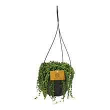 Carica l'immagine nel visualizzatore di Gallery, Curio rowleyanus - String of Pearls - Root Houseplants