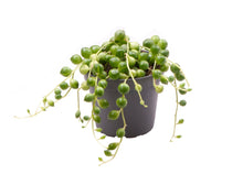 Carica l'immagine nel visualizzatore di Gallery, Curio rowleyanus - String of Pearls - Root Houseplants