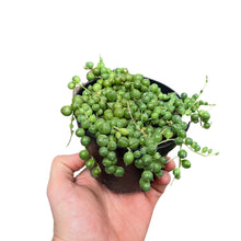Carica l'immagine nel visualizzatore di Gallery, Curio rowleyanus - String of Pearls - Root Houseplants