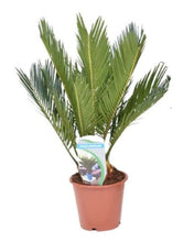 Carica l'immagine nel visualizzatore di Gallery, Cycas revoluta - Sago Palm - Root Houseplants