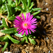 Carica l'immagine nel visualizzatore di Gallery, Delosperma cooperi 'Table Mountain' - Ice Plant - Root Houseplants
