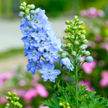 Carica l'immagine nel visualizzatore di Gallery, Delphinium 'Magic Fountains Sky Blue' - Larkspur - Root Houseplants